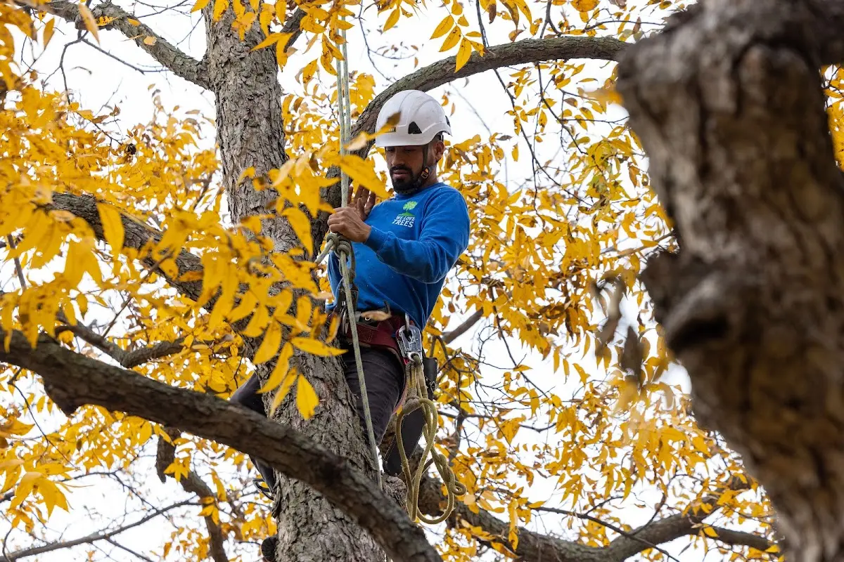 Skilled Tree Transplanting crew working in Paoli